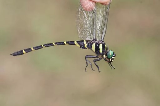 オニヤンマ型の蜂よけ