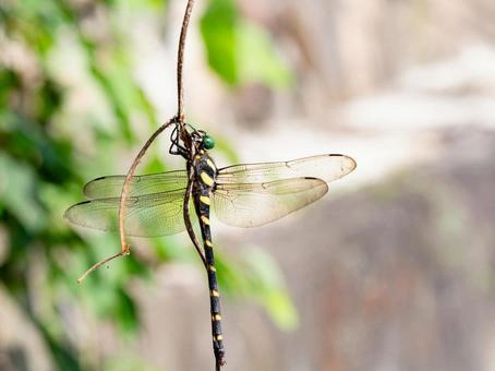 オニヤンマが蜂を撃退する仕組み