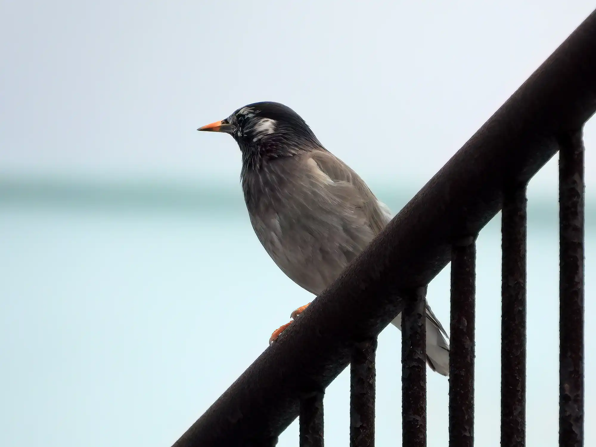 蜂を食べる鳥の観察ポイント