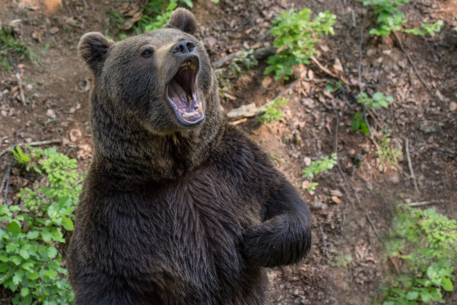 クマの蜂捕食行動