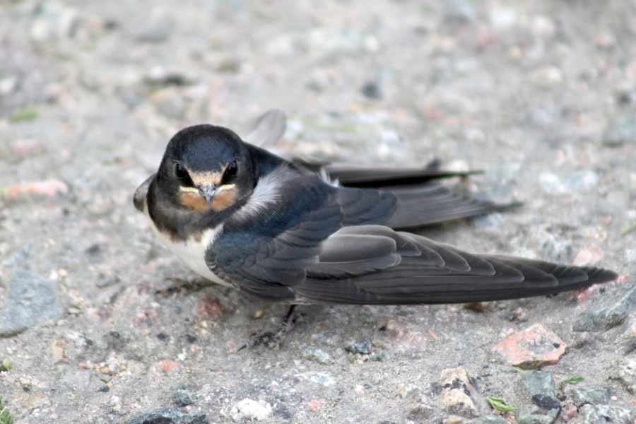 蜂を食べる代表的な鳥10選