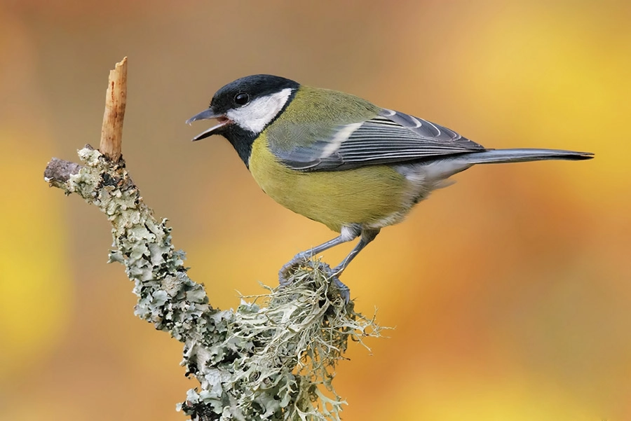 蜂を食べる鳥の食性