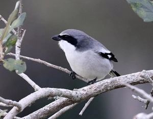 蜂を食べる鳥