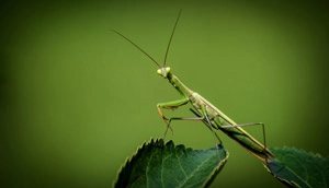 オオカマキリの蜂捕食