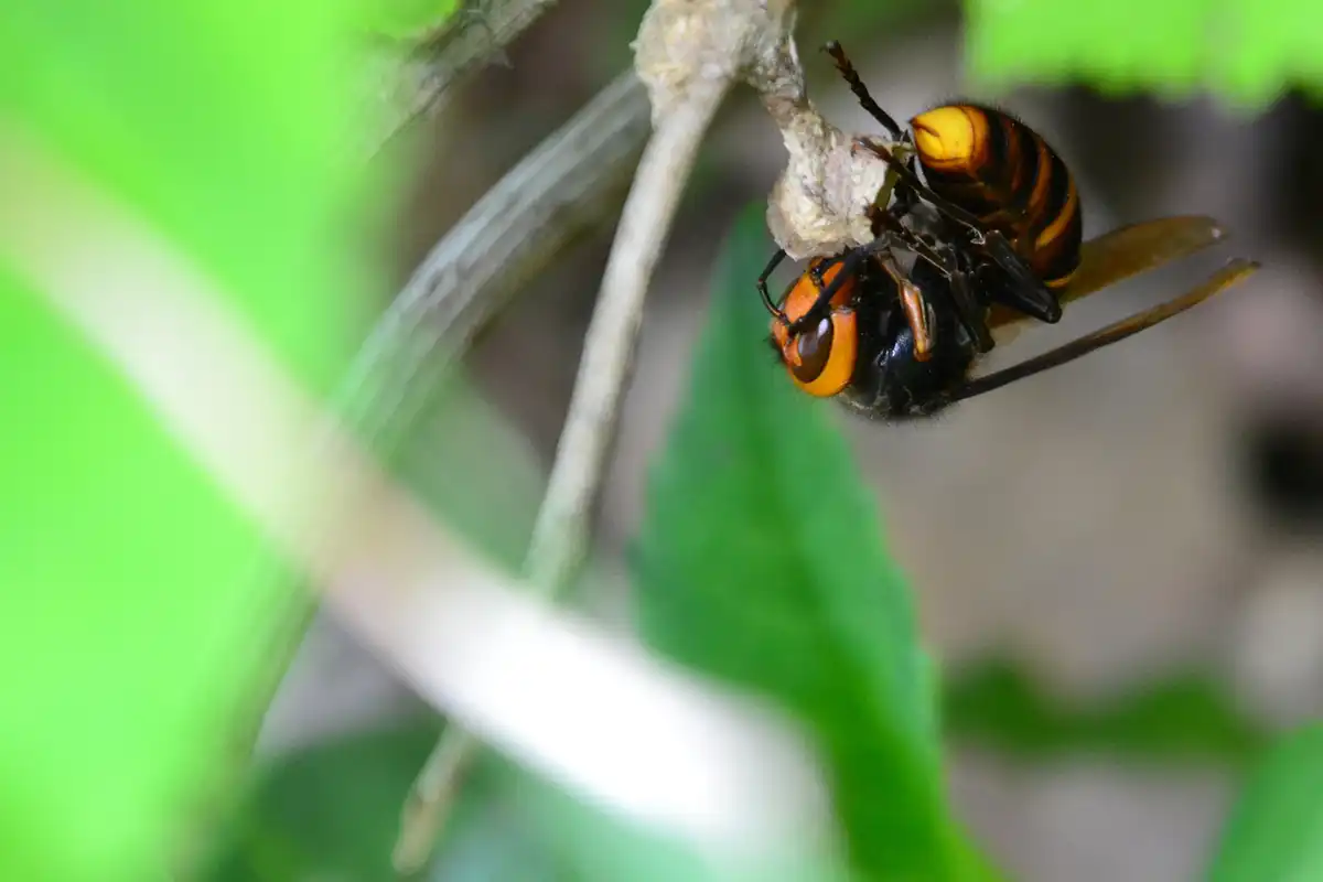 蜂がが活発になる季節