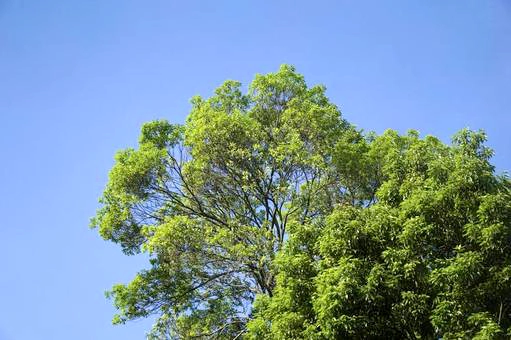 スズメバチが好む木を知って防げる