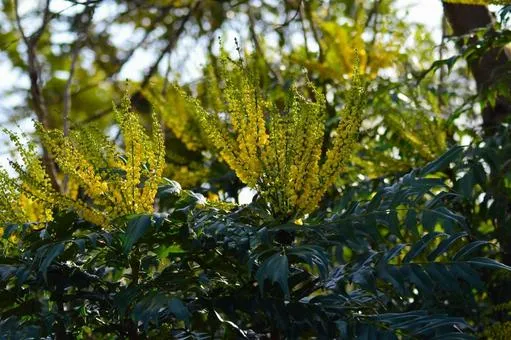 スズメバチが好む具体的な花「5選」