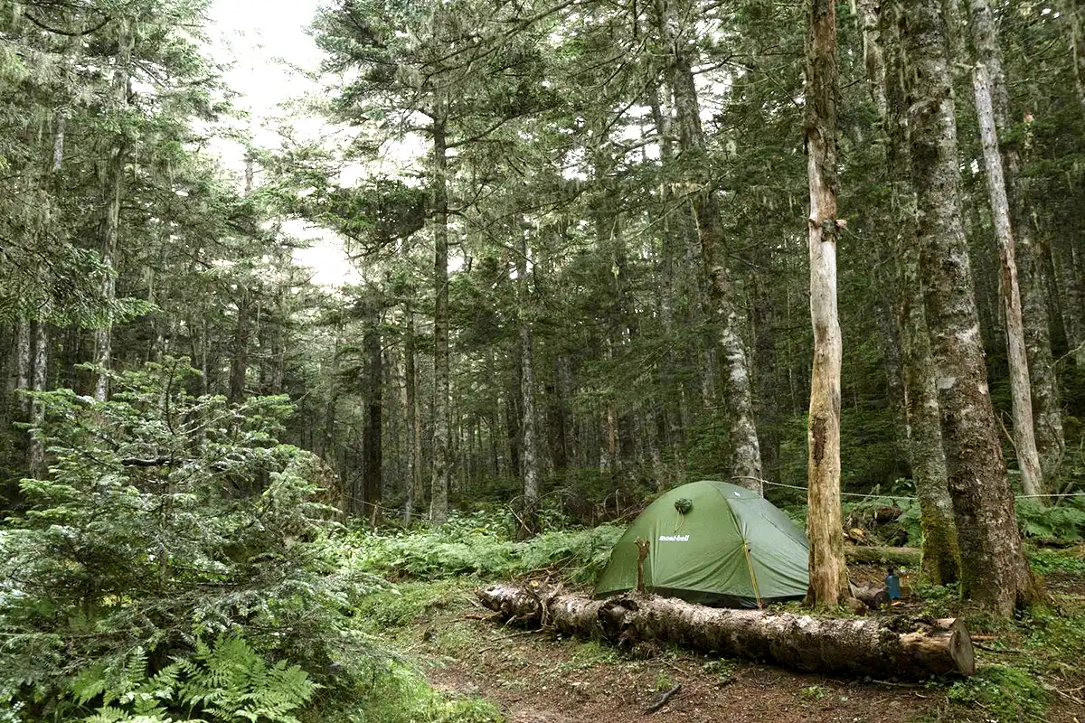 登山中に蜂に遭遇したときの対処法