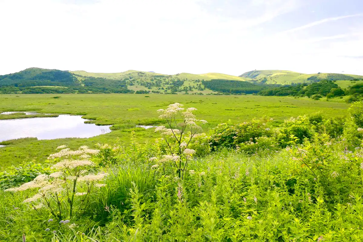 登山中の蜂対策