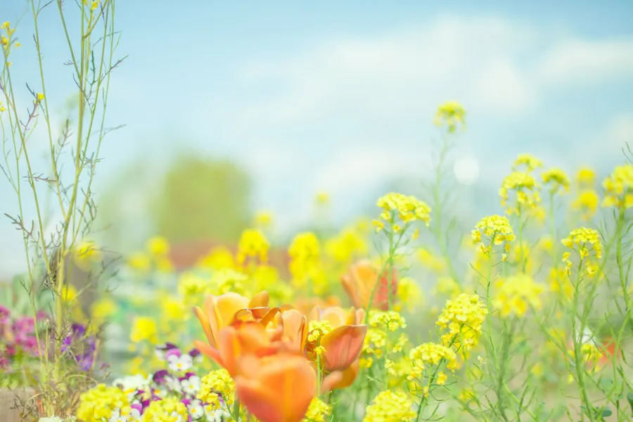 ライポンの蜜集めの詳細なプロセス