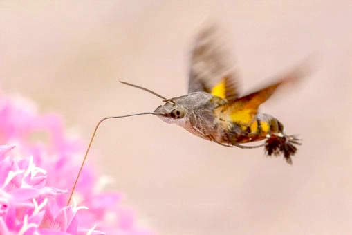 くちばしのある蜂の驚異の生態