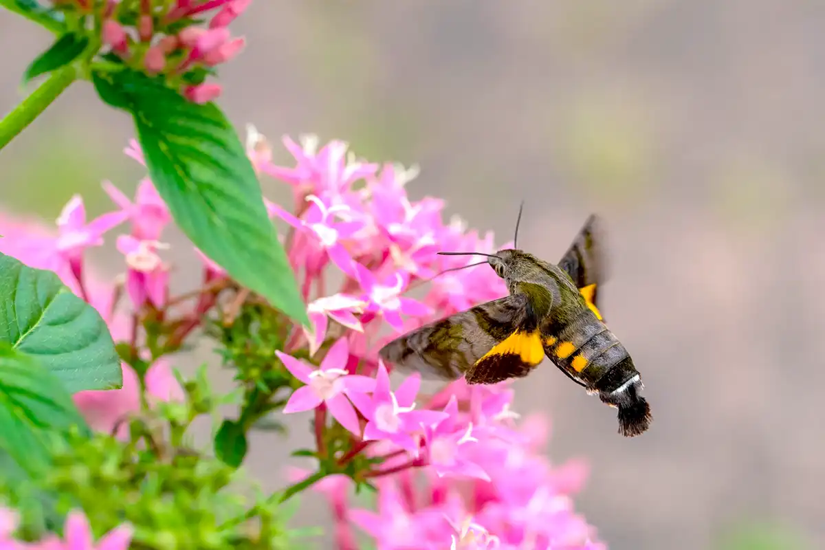 くちばしのある蜂の特徴と分類