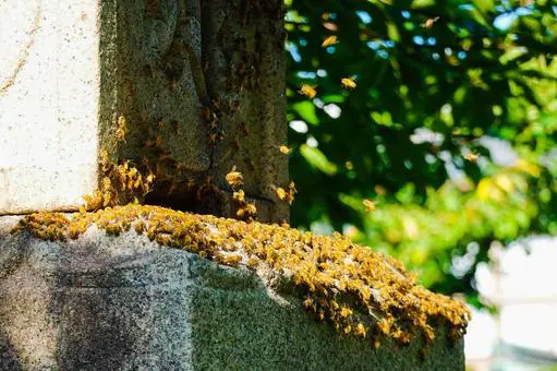 分蜂を見つけたときの対処方法