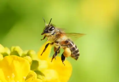 ミツバチ