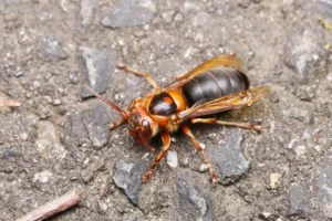 チャイロスズメバチ
