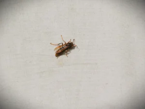 セグロアシナガバチ